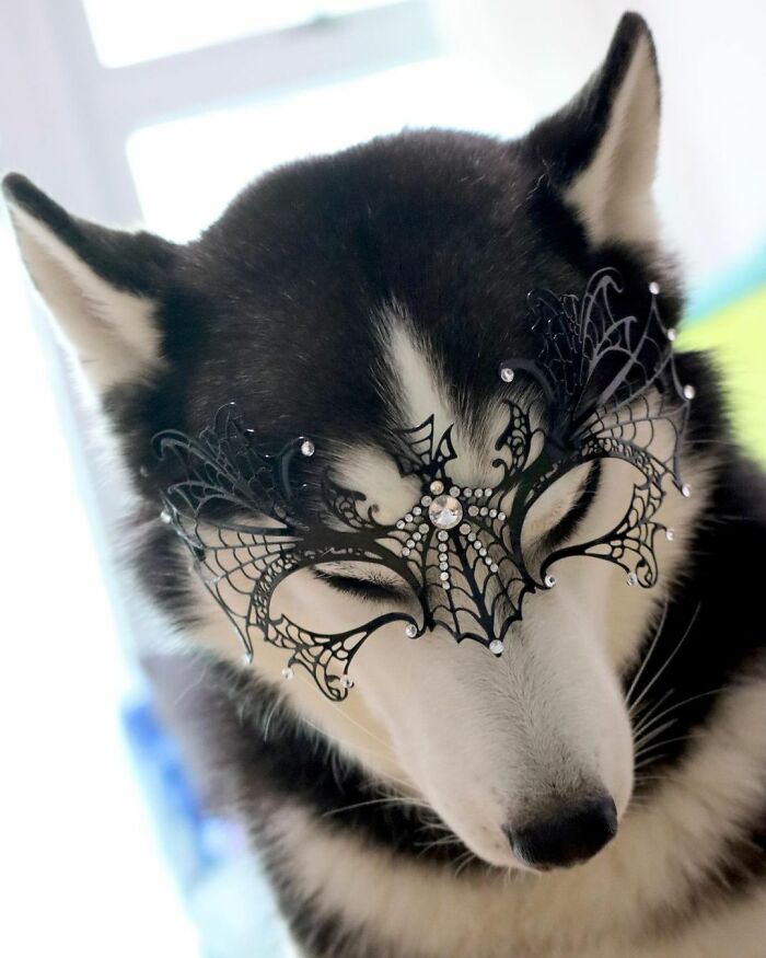 Dog-Husky-Honam-Stunning-Hong-Kong