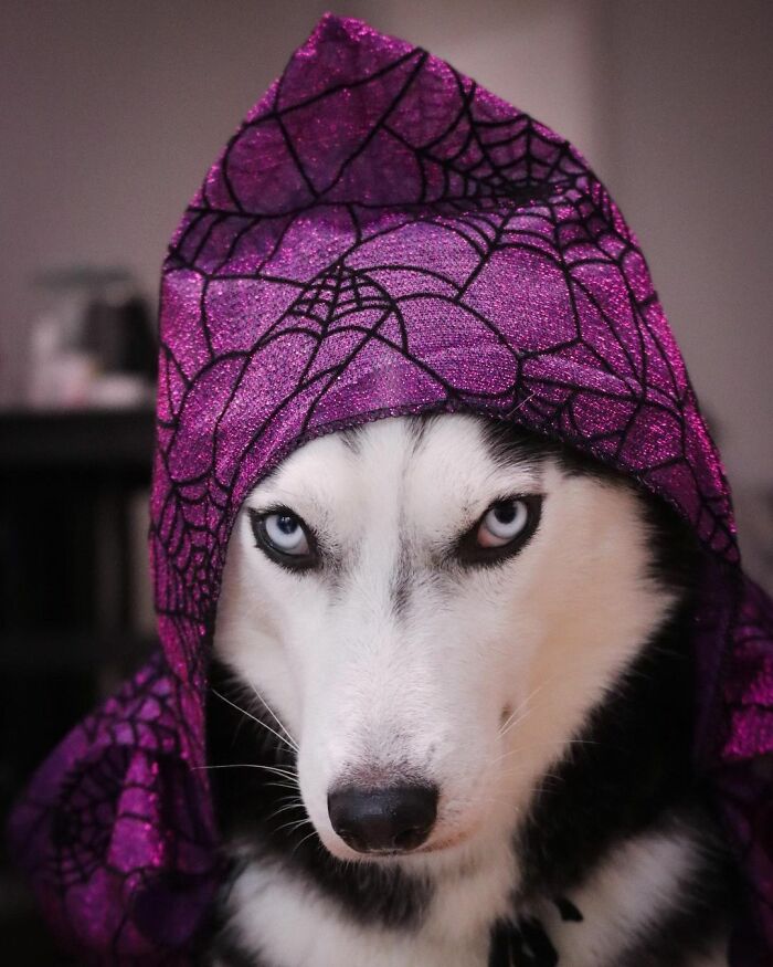 Dog-Husky-Honam-Stunning-Hong-Kong