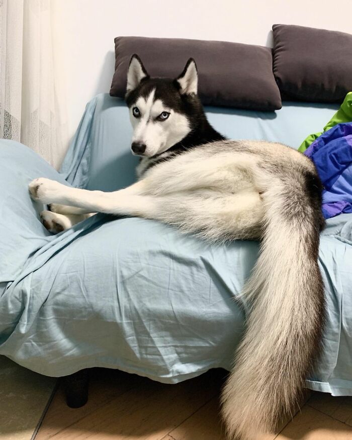 Dog-Husky-Honam-Stunning-Hong-Kong