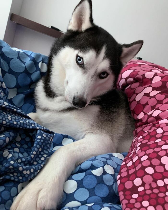 Dog-Husky-Honam-Stunning-Hong-Kong