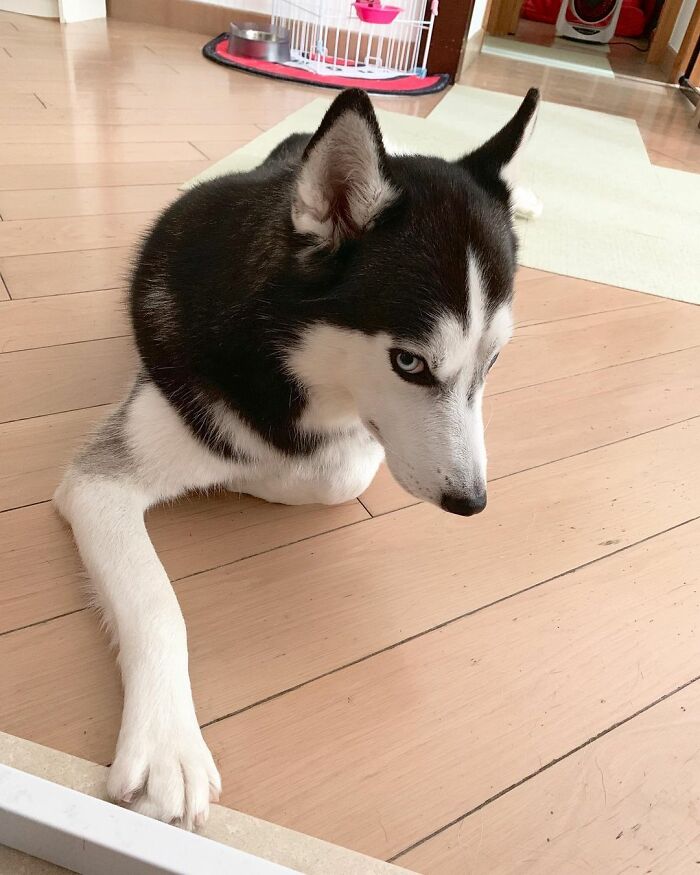 Dog-Husky-Honam-Stunning-Hong-Kong