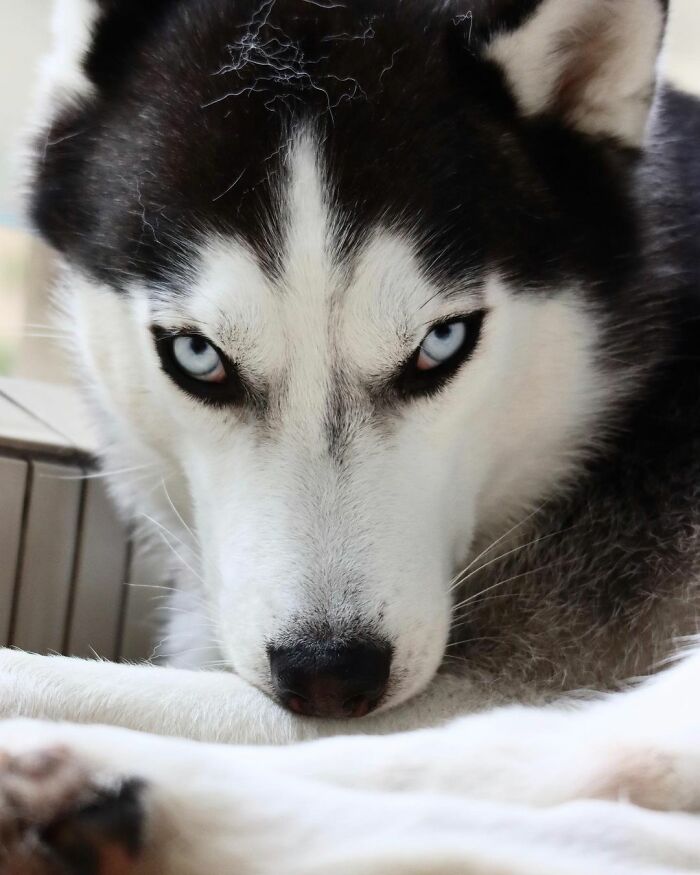 Dog-Husky-Honam-Stunning-Hong-Kong