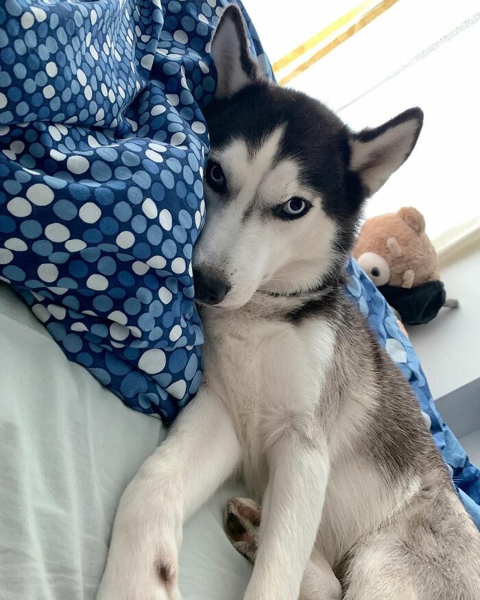 Dog-Husky-Honam-Stunning-Hong-Kong