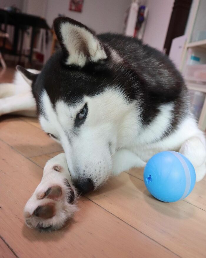 Dog-Husky-Honam-Stunning-Hong-Kong