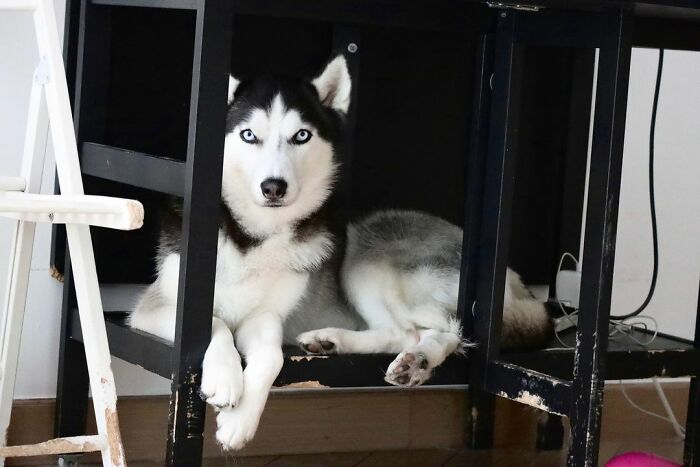 Dog-Husky-Honam-Stunning-Hong-Kong