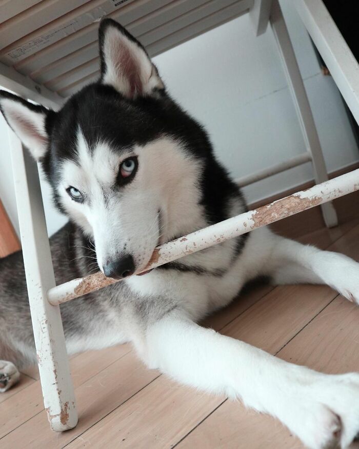 Dog-Husky-Honam-Stunning-Hong-Kong