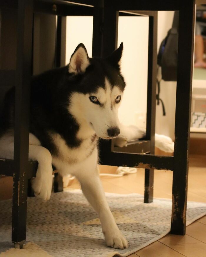 Dog-Husky-Honam-Stunning-Hong-Kong