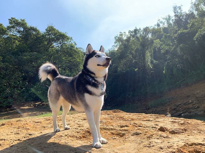 Dog-Husky-Honam-Stunning-Hong-Kong