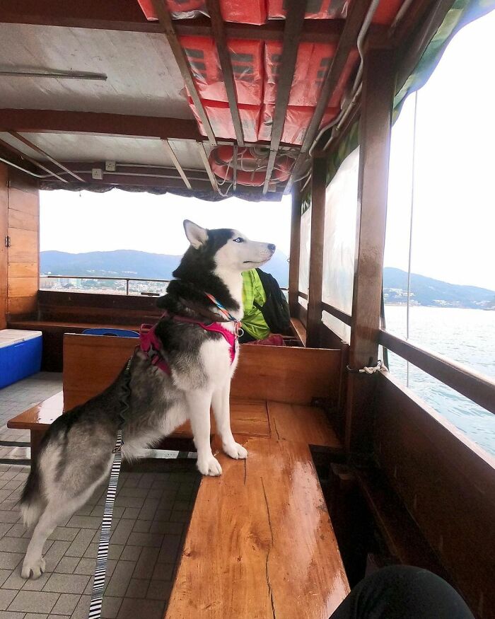 Dog-Husky-Honam-Stunning-Hong-Kong