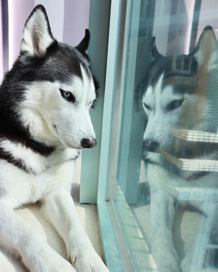 Dog-Husky-Honam-Stunning-Hong-Kong