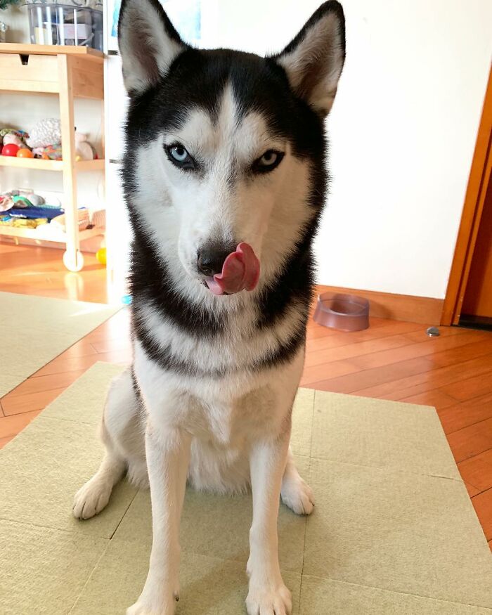 Dog-Husky-Honam-Stunning-Hong-Kong