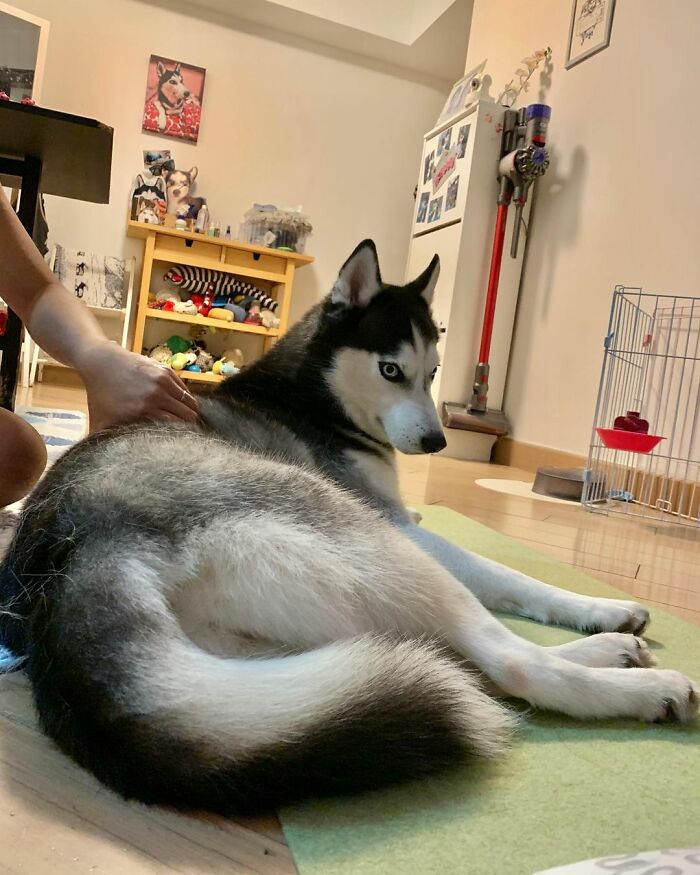 Dog-Husky-Honam-Stunning-Hong-Kong