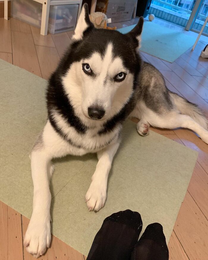 Dog-Husky-Honam-Stunning-Hong-Kong