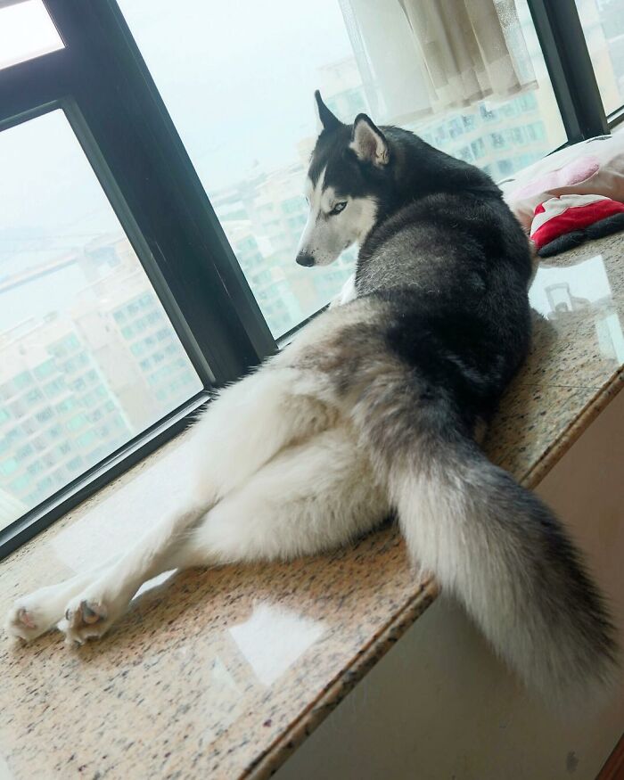 Dog-Husky-Honam-Stunning-Hong-Kong