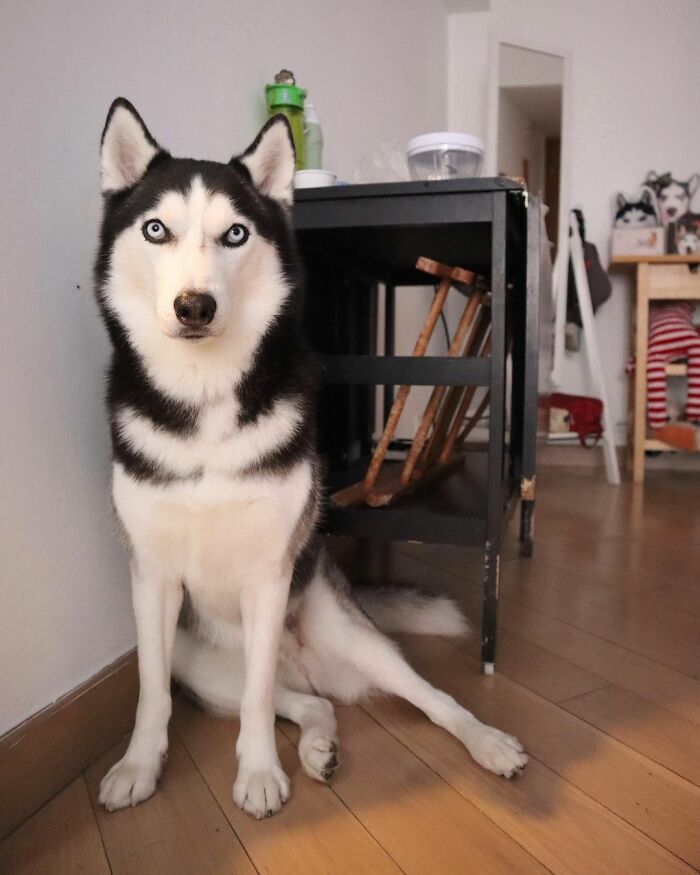 Dog-Husky-Honam-Stunning-Hong-Kong