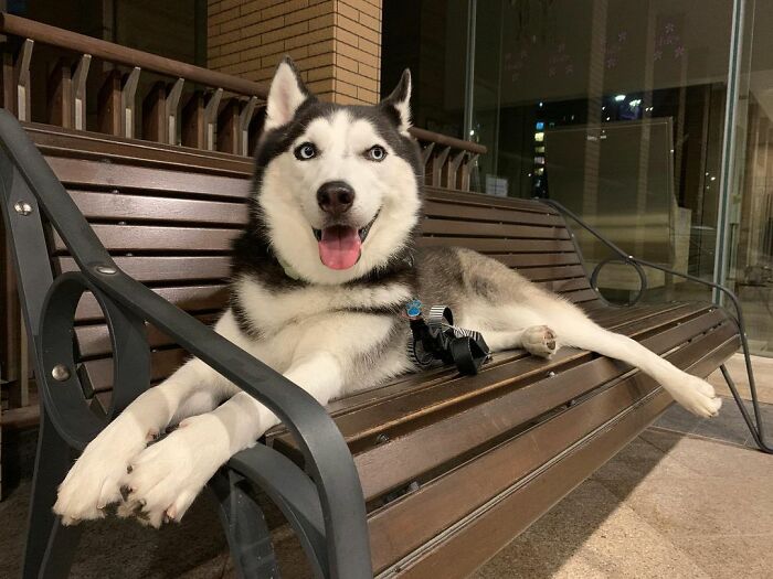 Dog-Husky-Honam-Stunning-Hong-Kong