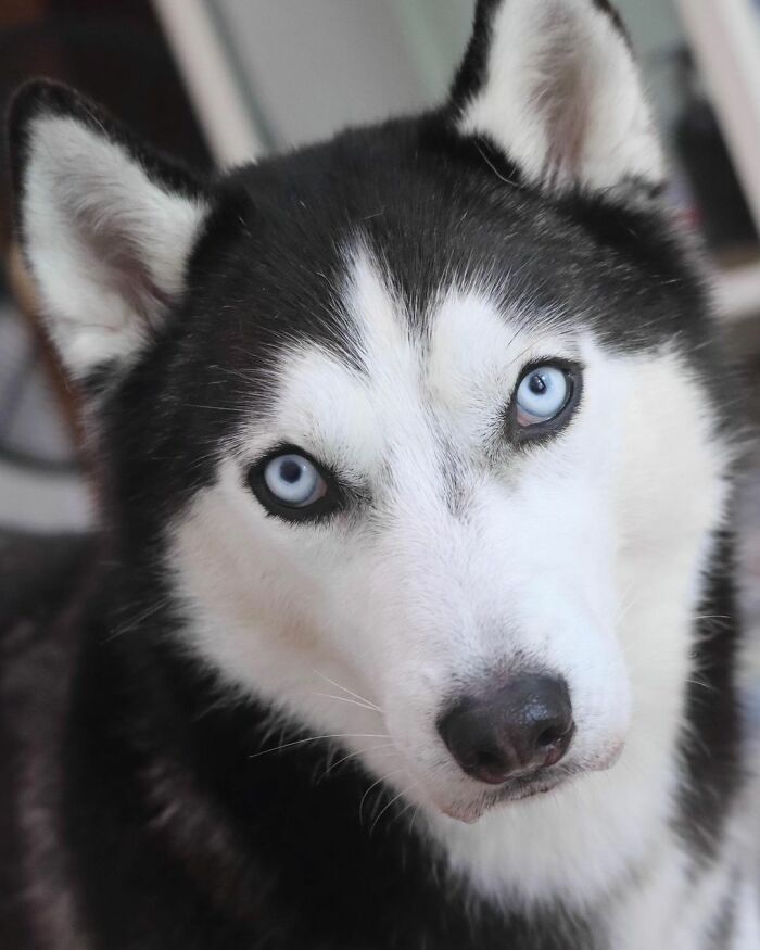 Dog-Husky-Honam-Stunning-Hong-Kong