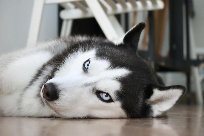 Dog-Husky-Honam-Stunning-Hong-Kong