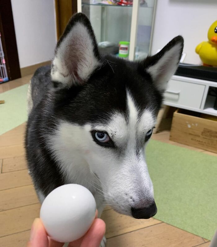 Dog-Husky-Honam-Stunning-Hong-Kong