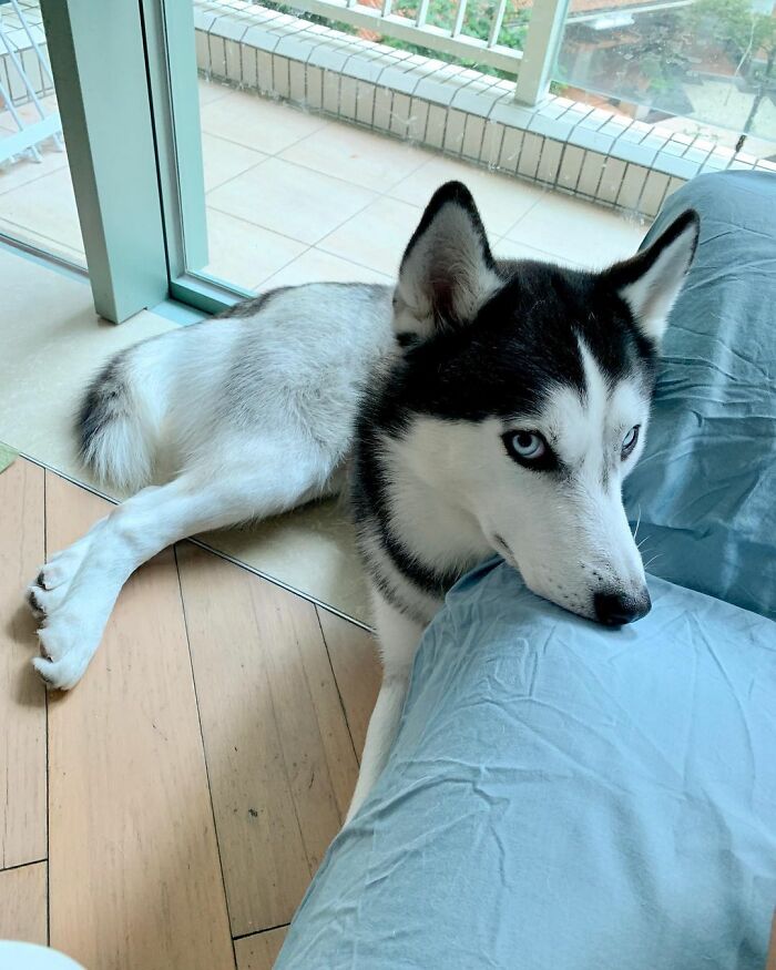 Dog-Husky-Honam-Stunning-Hong-Kong