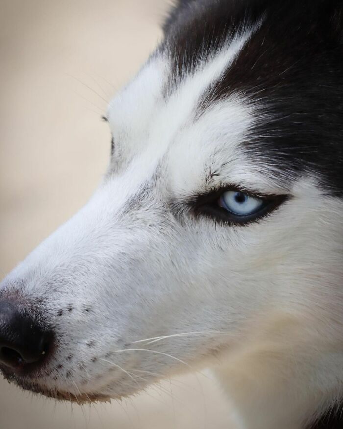 Dog-Husky-Honam-Stunning-Hong-Kong