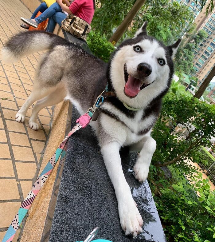 Dog-Husky-Honam-Stunning-Hong-Kong