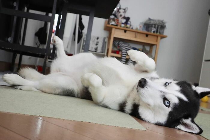 Dog-Husky-Honam-Stunning-Hong-Kong