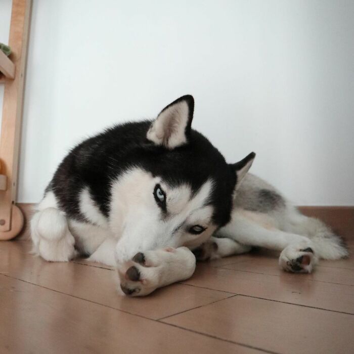 Dog-Husky-Honam-Stunning-Hong-Kong