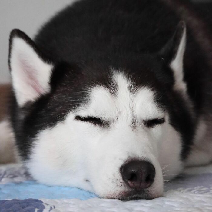 Dog-Husky-Honam-Stunning-Hong-Kong