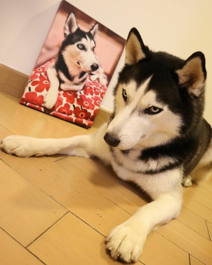 Dog-Husky-Honam-Stunning-Hong-Kong