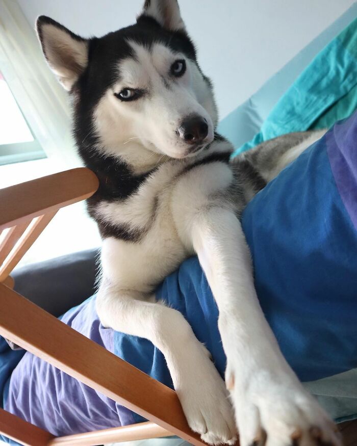 Dog-Husky-Honam-Stunning-Hong-Kong