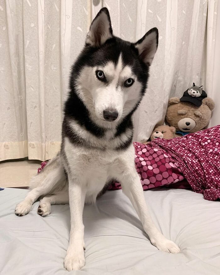 Dog-Husky-Honam-Stunning-Hong-Kong