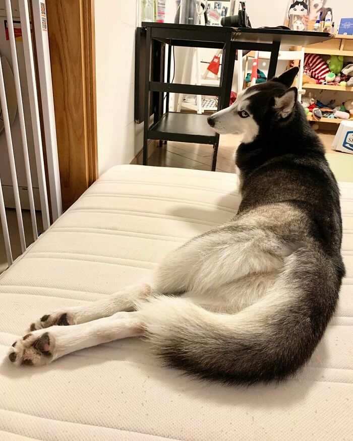 Dog-Husky-Honam-Stunning-Hong-Kong