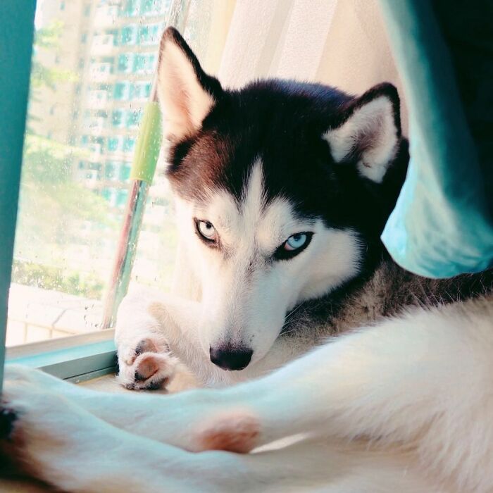Dog-Husky-Honam-Stunning-Hong-Kong