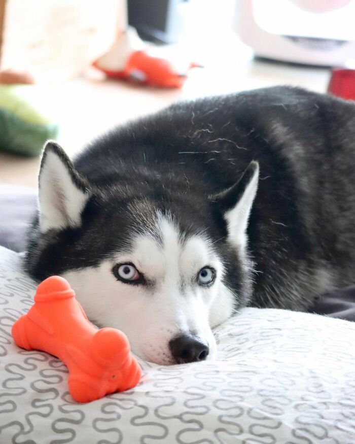 Dog-Husky-Honam-Stunning-Hong-Kong