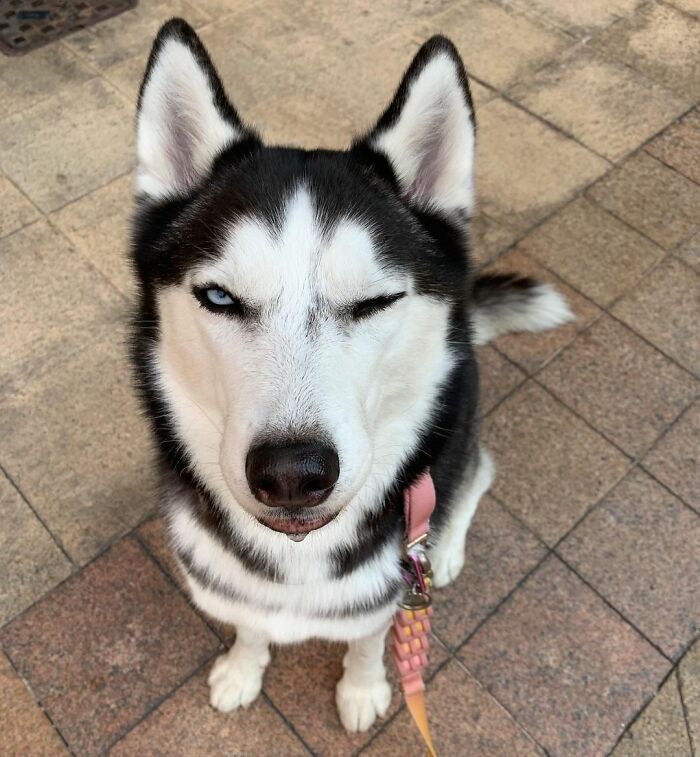 Dog-Husky-Honam-Stunning-Hong-Kong