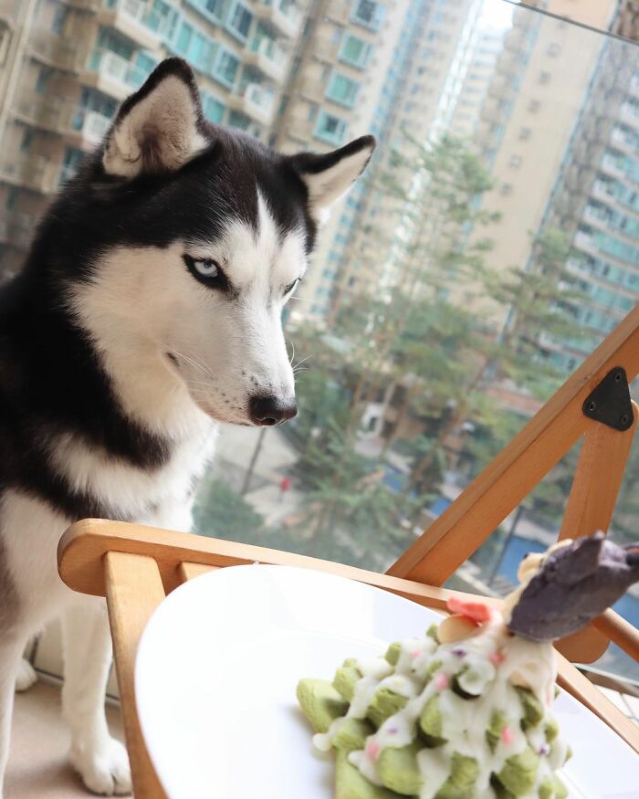 Dog-Husky-Honam-Stunning-Hong-Kong