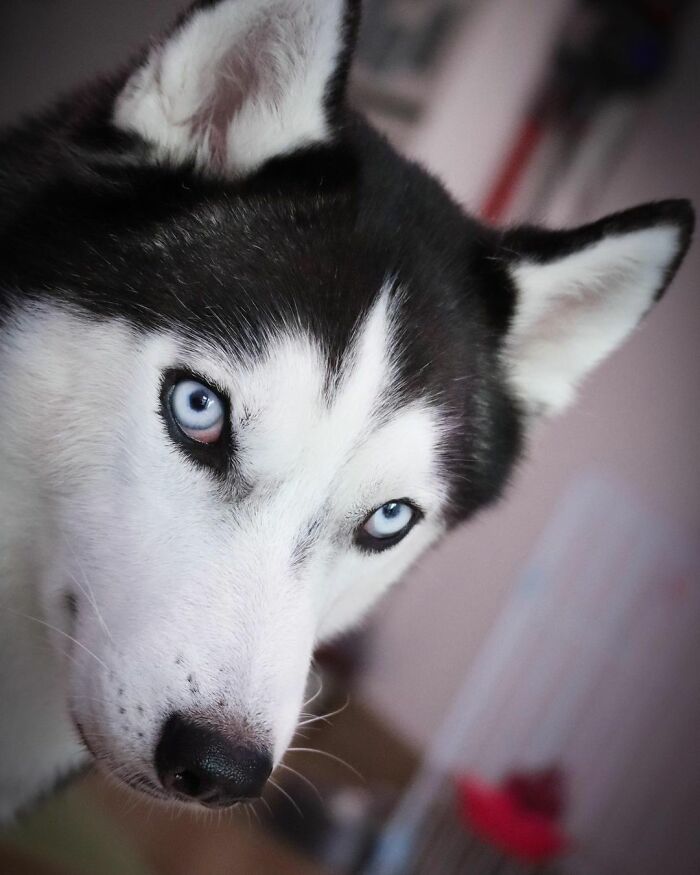 Dog-Husky-Honam-Stunning-Hong-Kong