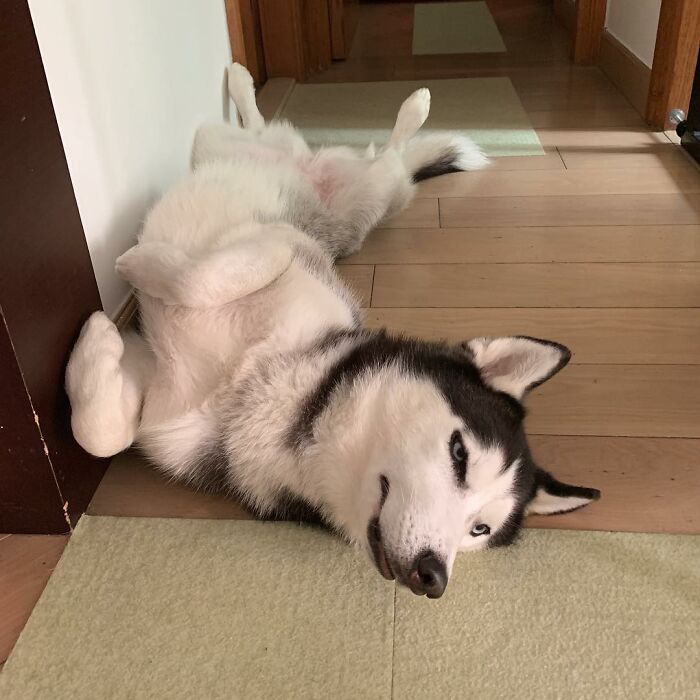 Dog-Husky-Honam-Stunning-Hong-Kong