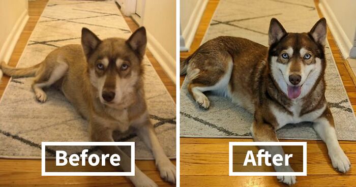 Before and after dog photos showing a happy Huskyu2019s transformation after life-changing adoption on a home rug.