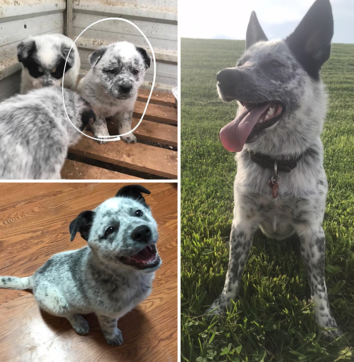 Sad Potato To Happy Heeler. She’ll Be 1 In December