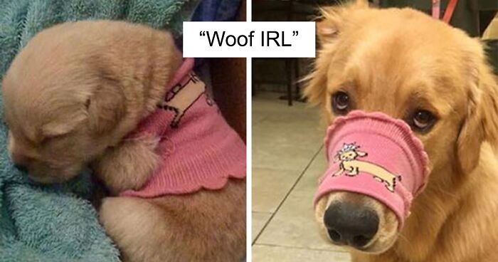 45 Adorable Dogs Before & After They Grew Up (New Pics)