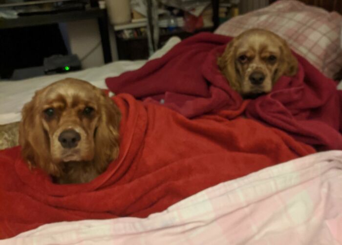 Briggs & Bolin...newly Groomed And Cold