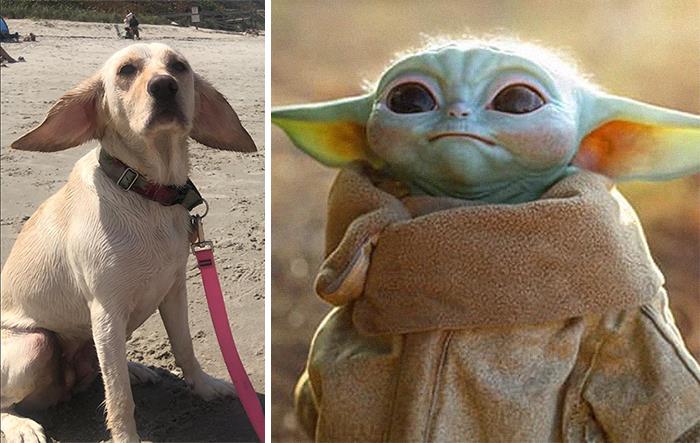 Baby Yoda