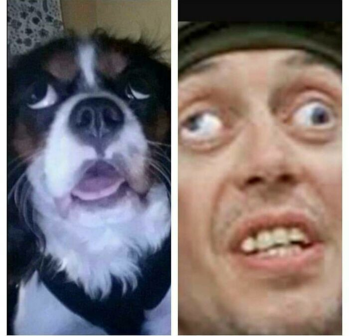 That One Time My Dog Saw A Fly And He Turned Into Crazy Eyes