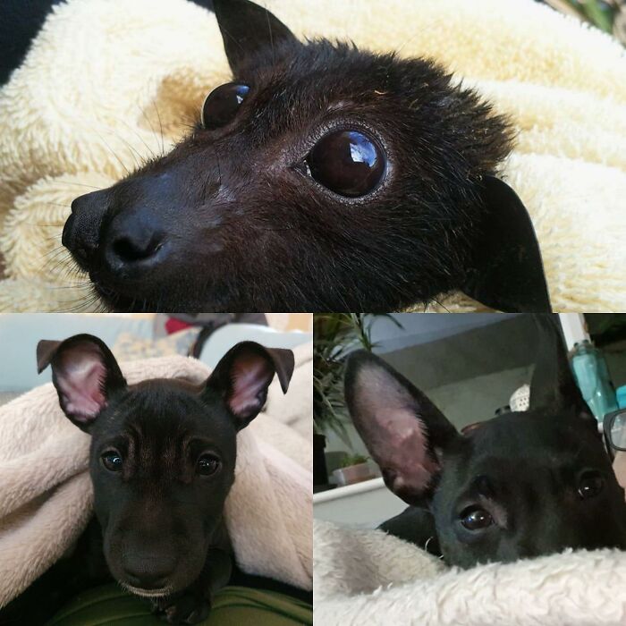 His Name Is Vinnie He Is 5months Old. He Is A Cross Between A Minature English Bull Terrier And A French Bulldog