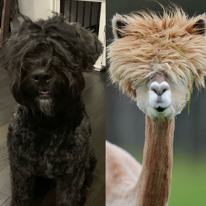 I Mean, Frank Rocks It Better, But Can’t Deny The Resemblance