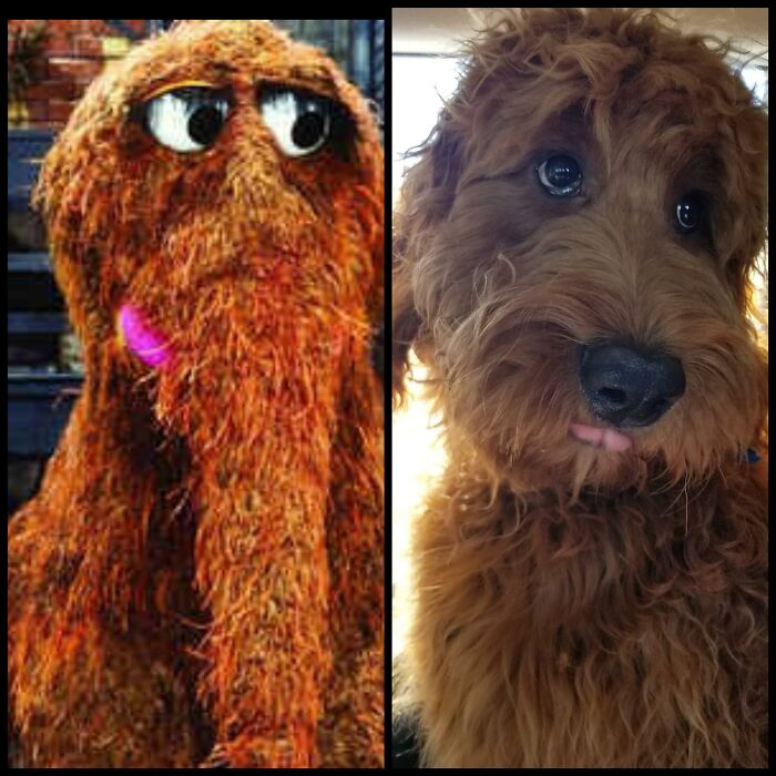 Snuffleupagus And My Boy, Moose