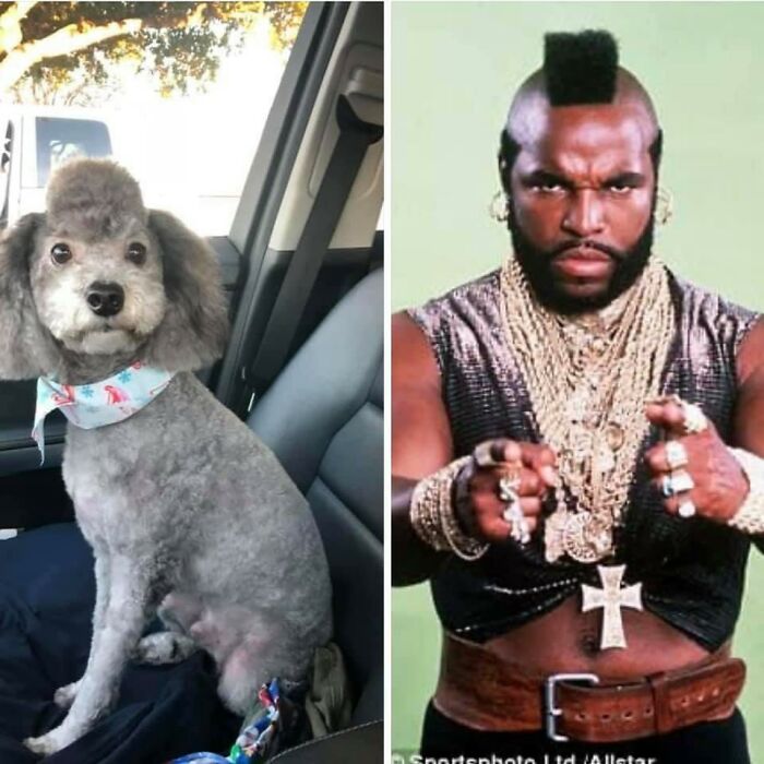 I Pity The Fool