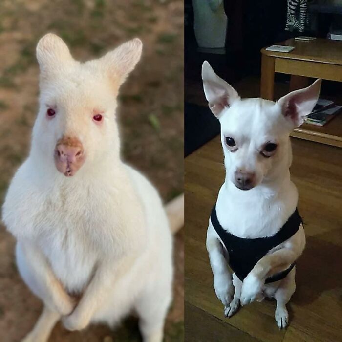 This Is My Chihuahua Lucky!